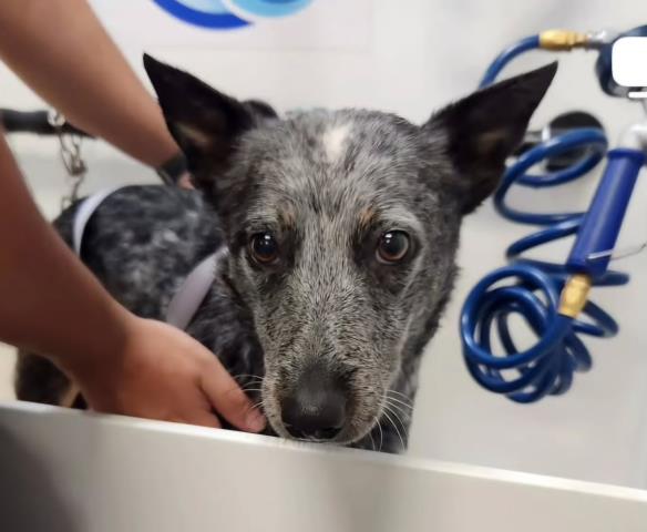 Shelter Stray Female Dog last seen Near BLOCK BEAR MOUNTAIN BLVD, BAKERSFIELD CA 93307, Bakersfield, CA 93308