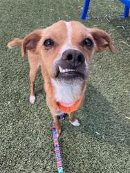 Shelter Stray Male Dog last seen NESTLING CIR / E TARON DR, Elk Grove, CA 95624