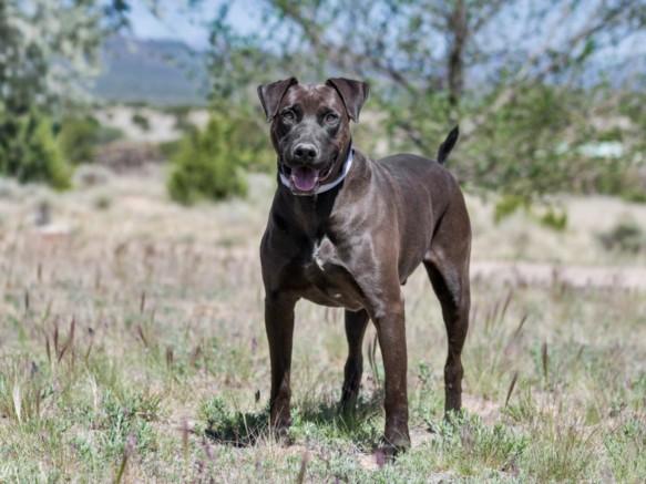 Shelter Stray Male Dog last seen Near BLOCK CAJA DEL RIO RD, SANTA FE NM 87507, Santa Fe, NM 87507
