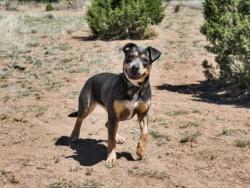 Shelter Stray Female Dog last seen Near BLOCK FLORA DRIVE SANTA FE NM 87505, Santa Fe, NM 87507