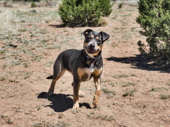 Shelter Stray Female Dog last seen Near BLOCK FLORA DRIVE SANTA FE NM 87505, Santa Fe, NM 87507