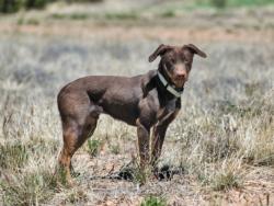 Shelter Stray Male Dog last seen PO BOX 115, Santa Fe, NM 87507