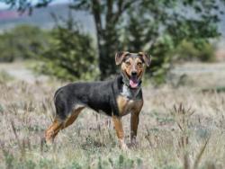 Shelter Stray Female Dog last seen PO BOX 115, Santa Fe, NM 87507