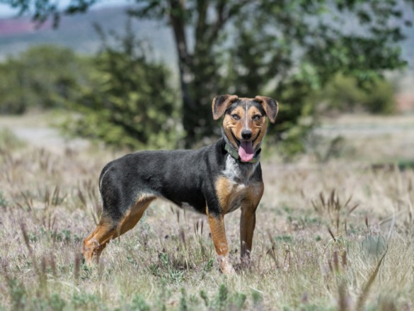 Shelter Stray Female Dog last seen PO BOX 115, Santa Fe, NM 87507