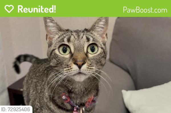 Reunited Female Cat last seen Bonnie cove ave and E. Dover st, Glendora, CA 91740