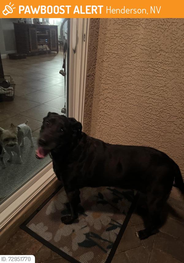 Found/Stray Female Dog last seen Potenza , Henderson, NV 89044