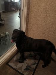 Found/Stray Female Dog last seen Potenza , Henderson, NV 89044