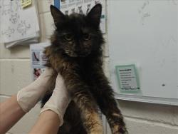 Shelter Stray Female Cat last seen Near BLOCK AIRPORT RD SANTA FE NM 87507, 100 Caja Del Rio Rd, Santa Fe, NM 87507, USA