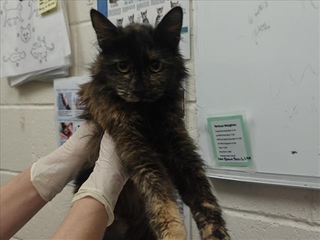 Shelter Stray Female Cat last seen Near BLOCK AIRPORT RD SANTA FE NM 87507, 100 Caja Del Rio Rd, Santa Fe, NM 87507, USA