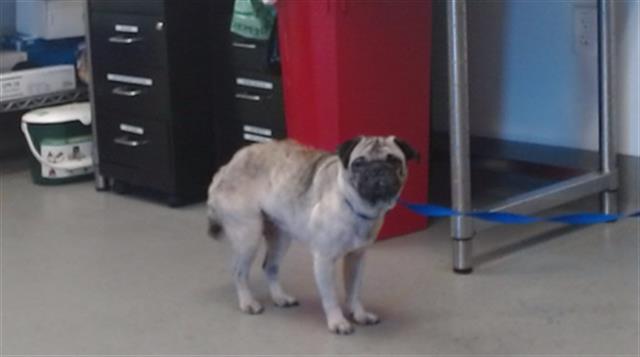 Shelter Stray Female Dog last seen RAYMOND STREET / VISITACION VALLEY, San Francisco, CA 94103