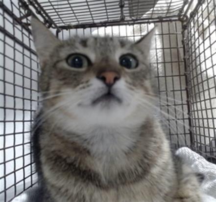 Shelter Stray Female Cat last seen JENNINGS/ HOLLISTAR, 1419 Bryant St, San Francisco, CA 94103, USA