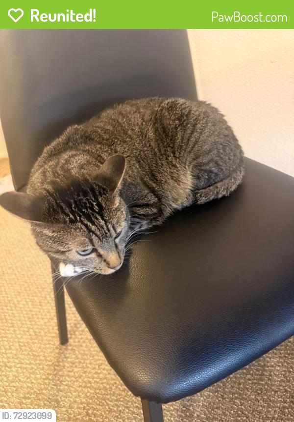 Reunited Male Cat last seen Yugo grove flagstaff, Flagstaff, AZ 86001