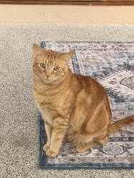 Reunited Male Cat last seen Odessa and Dorado , Centennial, CO 80015