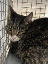 Shelter Stray Male Cat last seen N JONES BLVD | SMOKE RANCH RD, Las Vegas, NV 89101