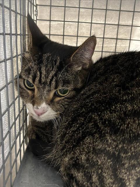 Shelter Stray Male Cat last seen N JONES BLVD | SMOKE RANCH RD, Las Vegas, NV 89101