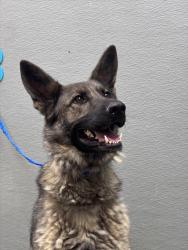 Shelter Stray Male Dog last seen N PECOS RD & E TROPICAL PKWY, Las Vegas, NV 89101