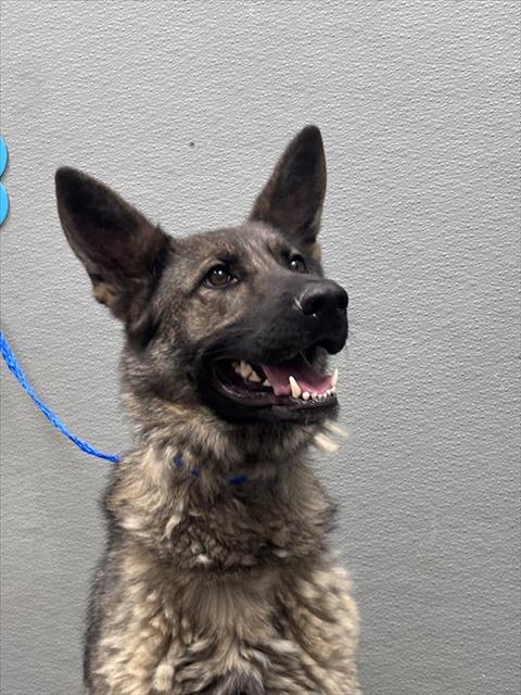 Shelter Stray Male Dog last seen N PECOS RD & E TROPICAL PKWY, Las Vegas, NV 89101