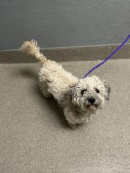 Shelter Stray Male Dog last seen 1200BLK PURPLE SAGE AVE, Las Vegas, NV 89101