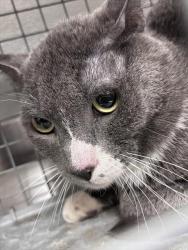 Shelter Stray Male Cat last seen Near BLOCK PARSIFAL PL, LAS VEGAS NV 89107, Las Vegas, NV 89101