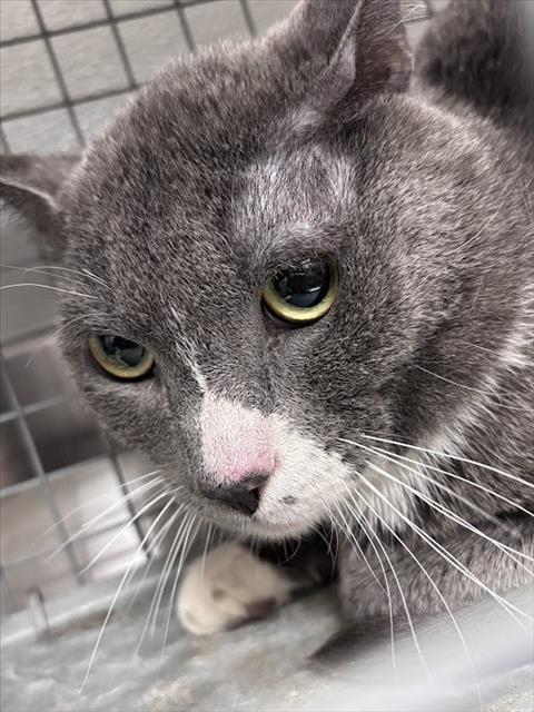 Shelter Stray Male Cat last seen Near BLOCK PARSIFAL PL, LAS VEGAS NV 89107, Las Vegas, NV 89101