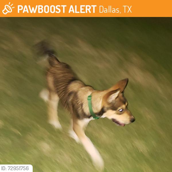 Found/Stray Male Dog last seen ORTEGA ST. &  RAVENVIEW, Dallas, TX 75253