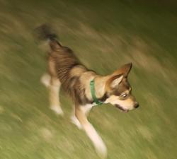 Found/Stray Male Dog last seen ORTEGA ST. &  RAVENVIEW, Dallas, TX 75253