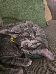 Lost Male Cat last seen Lakeview Elementary , Lincoln, NE 68528
