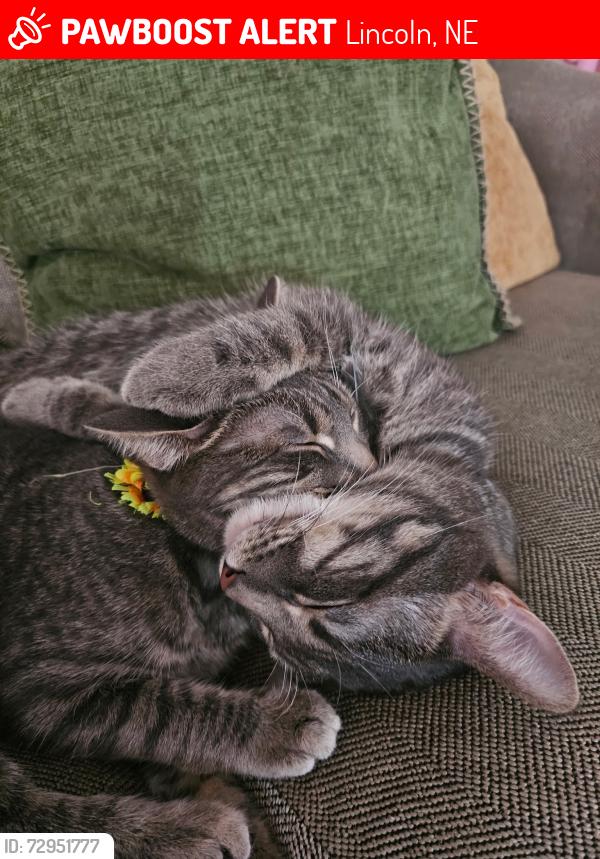 Lost Male Cat last seen Lakeview Elementary , Lincoln, NE 68528