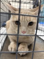 Shelter Stray Male Cat last seen BLOCK 100 N TORREY PINES, Las Vegas, NV 89101