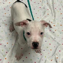 Shelter Stray Male Dog last seen N DURANGO DR & ELKHORN RD, Las Vegas, NV 89101