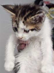 Shelter Stray Male Cat last seen Near BLK CHRISTOPHER CT, BAKERSFIELD CA, Bakersfield, CA 93307