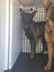 Shelter Stray Female Dog last seen Near BLK GRAZING AVE, BAKERSFIELD CA, Bakersfield, CA 93307
