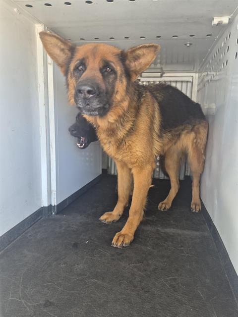Shelter Stray Male Dog last seen Near BLK GRAZING AVE, BAKERSFIELD CA, Bakersfield, CA 93307