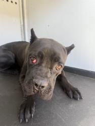 Shelter Stray Female Dog last seen Near BLOCK SHERWOOD AV BAKERSFIELD,CA, Bakersfield, CA 93307