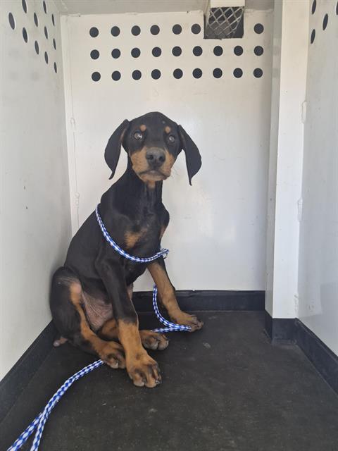 Shelter Stray Male Dog last seen Near BLK CHRISTOPHER CT, BAKERSFIELD CA, Bakersfield, CA 93307