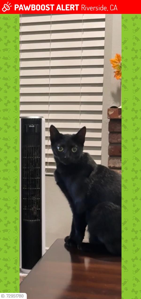 Lost Female Cat last seen Linares, Riverside, CA 92509