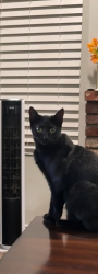 Lost Female Cat last seen Linares, Riverside, CA 92509