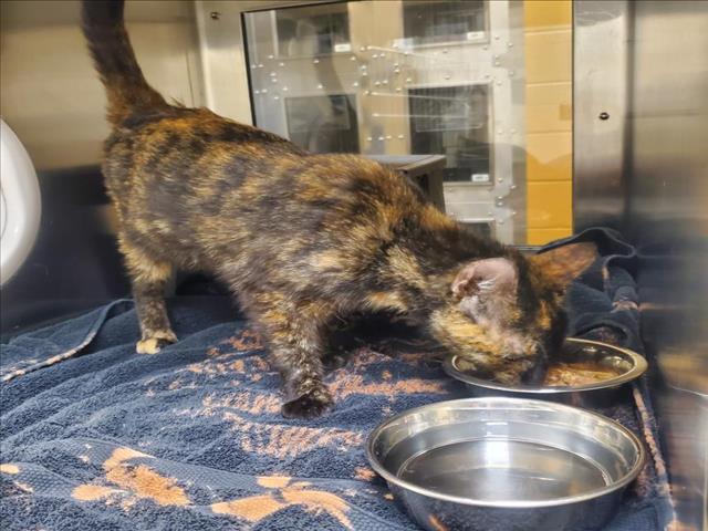 Shelter Stray Female Cat last seen Near BLOCK W CAREY LN, WICHITA KS 67217, Wichita, KS 67219