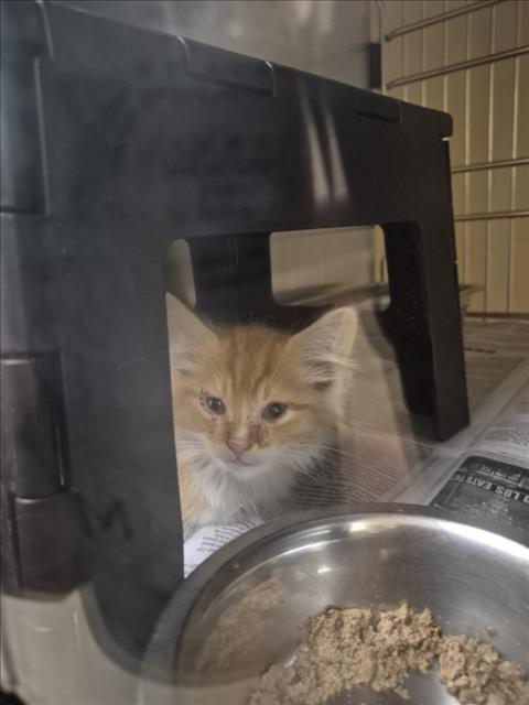 Shelter Stray Male Cat last seen Near BLOCK W UNIVERSITY AVE, WICHITA KS 67213, Wichita, KS 67219