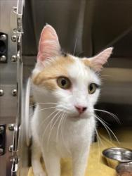 Shelter Stray Female Cat last seen Near BLOCK W 37TH ST N, WICHITA KS 67204, Wichita, KS 67219