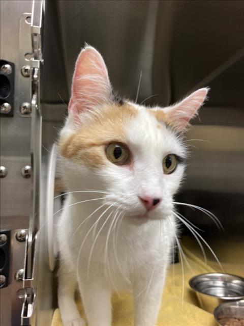 Shelter Stray Female Cat last seen Near BLOCK W 37TH ST N, WICHITA KS 67204, Wichita, KS 67219