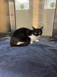 Shelter Stray Female Cat last seen Near BLOCK S MERIDIAN AVE, PECK KS 67120, Wichita, KS 67219