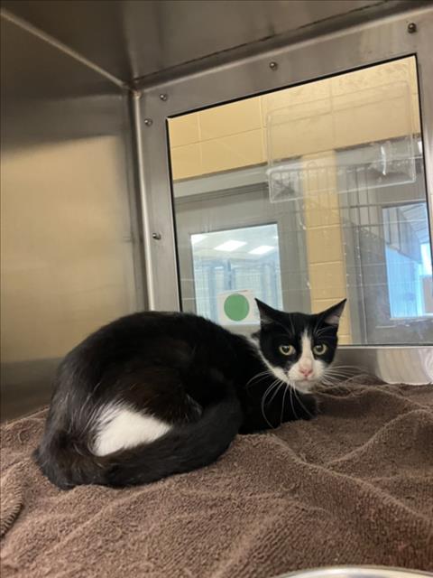 Shelter Stray Female Cat last seen Near BLOCK S MERIDIAN AVE, PECK KS 67120, Wichita, KS 67219