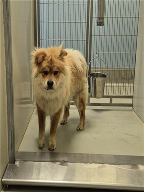 Shelter Stray Male Dog last seen Near BLOCK N MERIDIAN CIR, WICHITA KS 67204, Wichita, KS 67219