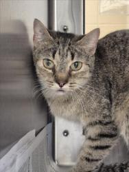 Shelter Stray Female Cat last seen Near BLOCK S POPLAR ST, WICHITA KS 67211, Wichita, KS 67219