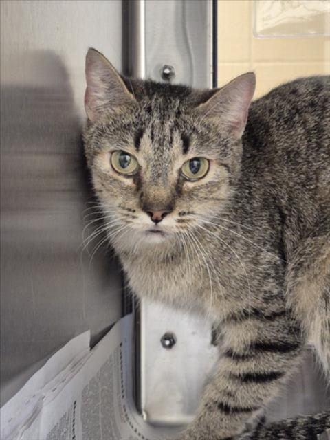 Shelter Stray Female Cat last seen Near BLOCK S POPLAR ST, WICHITA KS 67211, Wichita, KS 67219