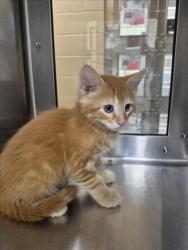 Shelter Stray Male Cat last seen Near BLOCK S SHERIDAN AVE, WICHITA KS 67213, Wichita, KS 67219