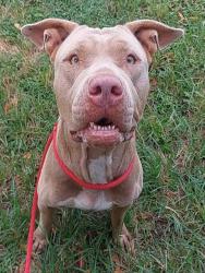Shelter Stray Female Dog last seen Near BLOCK NW 18 AV, FORT LAUDERDALE FL 33311, Davie, FL 33312