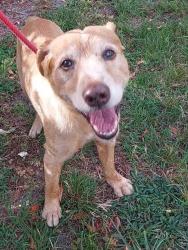 Shelter Stray Male Dog last seen Near BLOCK GRIFFIN RD, SW RANCHES FL 33330, Davie, FL 33312