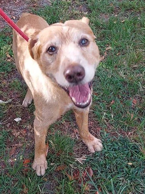 Shelter Stray Male Dog last seen Near BLOCK GRIFFIN RD, SW RANCHES FL 33330, Davie, FL 33312